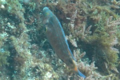 Le-crenilabre-paon