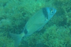 Sar